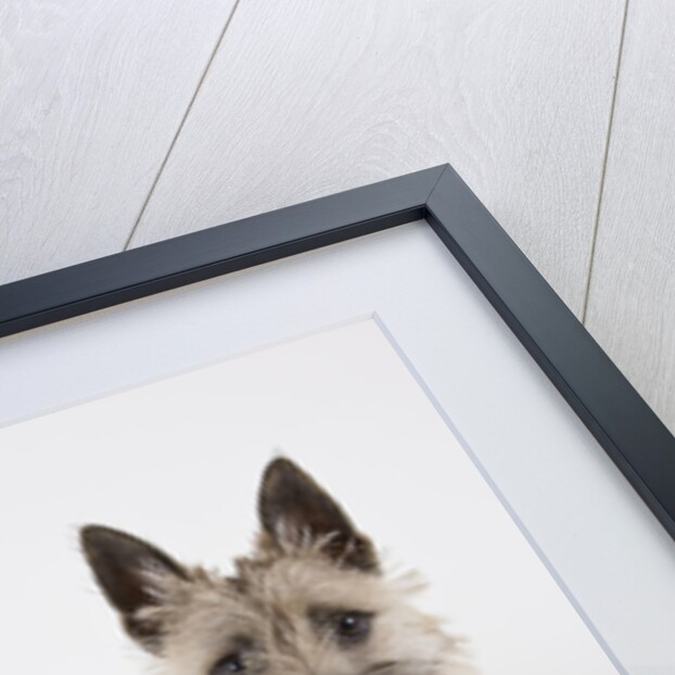 Terrier by Anonymous