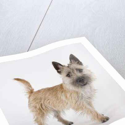 Terrier by Anonymous