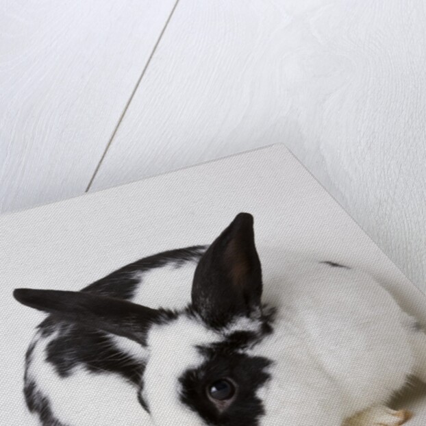 Black and tan rabbit by Anonymous