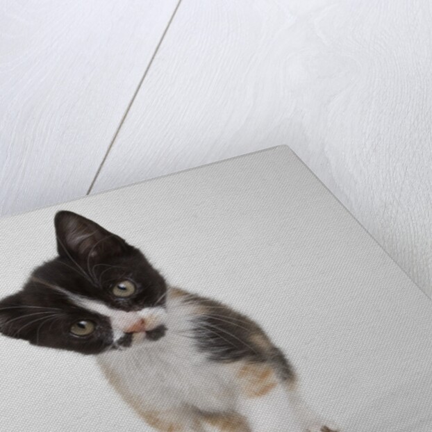 Calico kitten by Anonymous