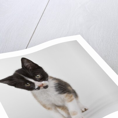 Calico kitten by Anonymous