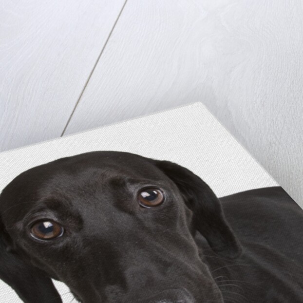 Dachshund mutt by Anonymous