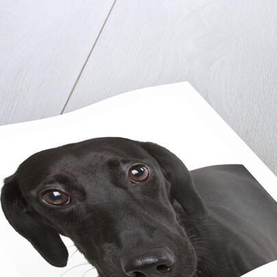 Dachshund mutt by Anonymous