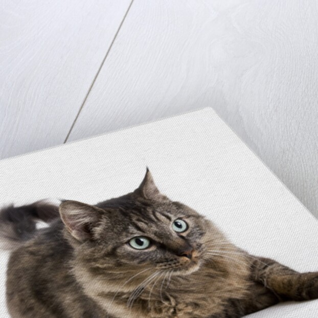 Tabby cat by Anonymous