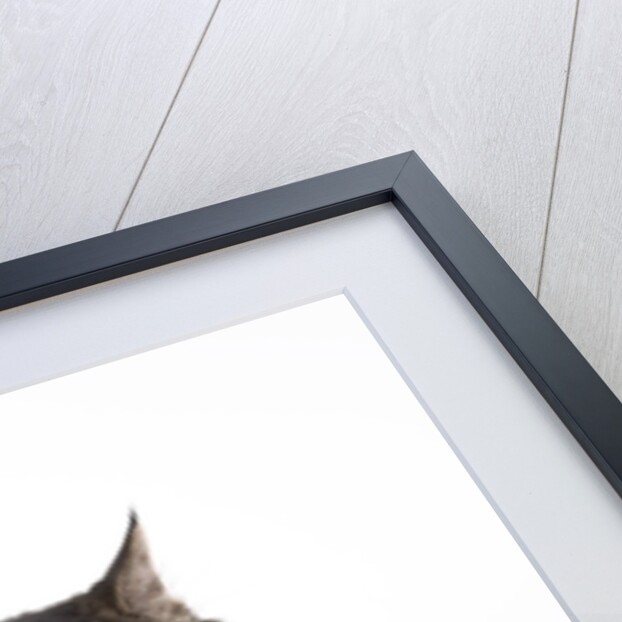 Tabby cat by Anonymous