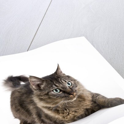 Tabby cat by Anonymous