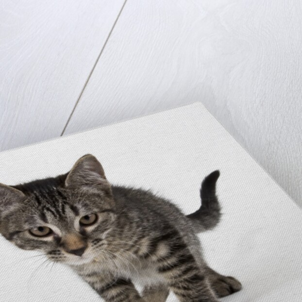 Tabby kitten by Anonymous