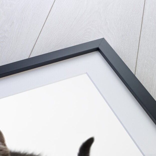 Tabby kitten by Anonymous