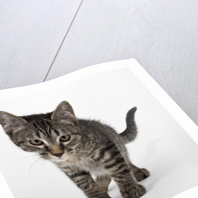 Tabby kitten by Anonymous