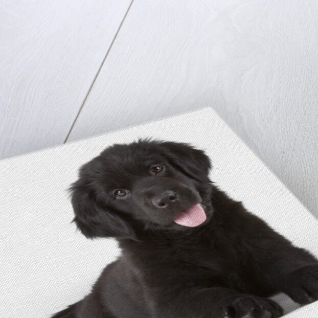 Newfoundland puppy by Anonymous