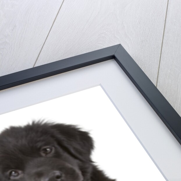 Newfoundland puppy by Anonymous