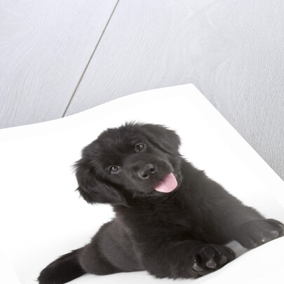 Newfoundland puppy by Anonymous