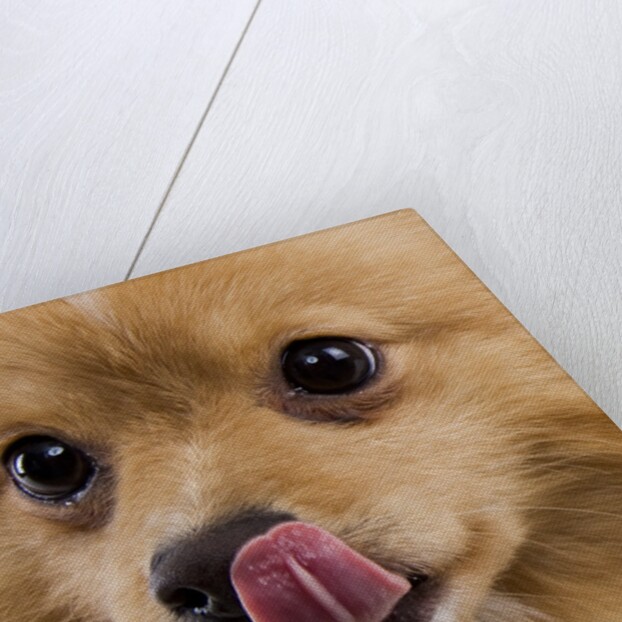 Pomeranian licking face by Anonymous