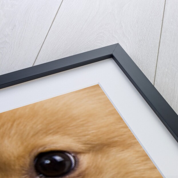 Pomeranian licking face by Anonymous