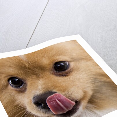 Pomeranian licking face by Anonymous