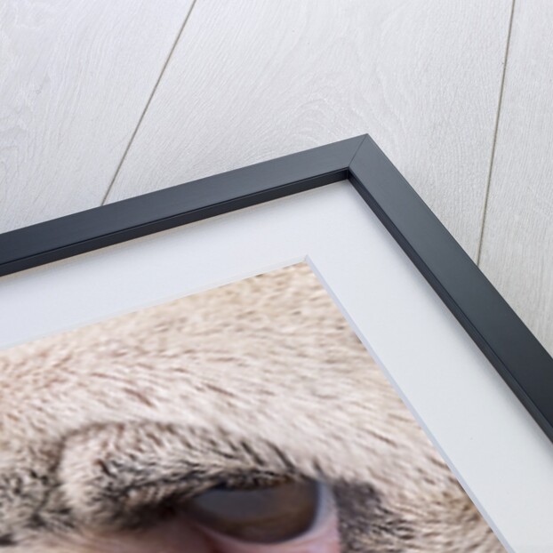 Bulldog face by Anonymous