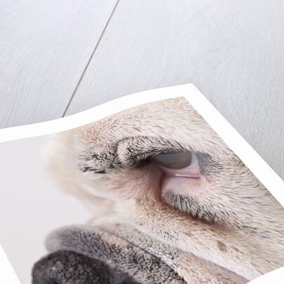 Bulldog face by Anonymous