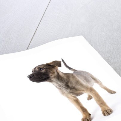 Mastiff puppy by Anonymous
