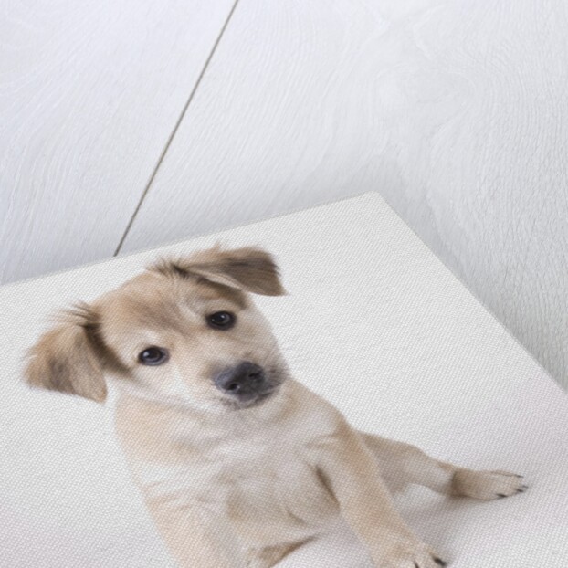 Cute puppy by Anonymous