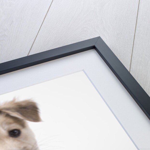 Cute puppy by Anonymous