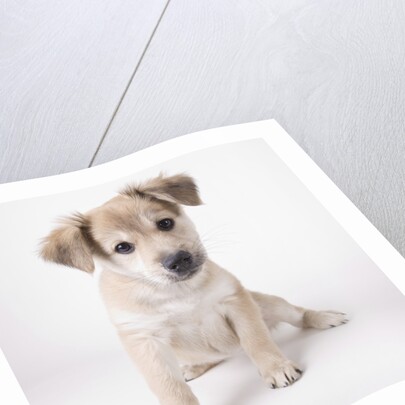 Cute puppy by Anonymous