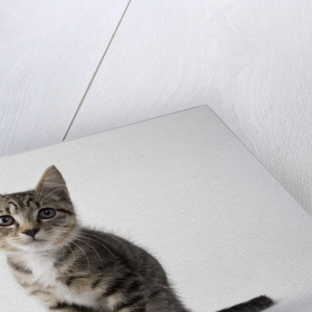 Tabby kitten by Anonymous