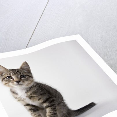 Tabby kitten by Anonymous