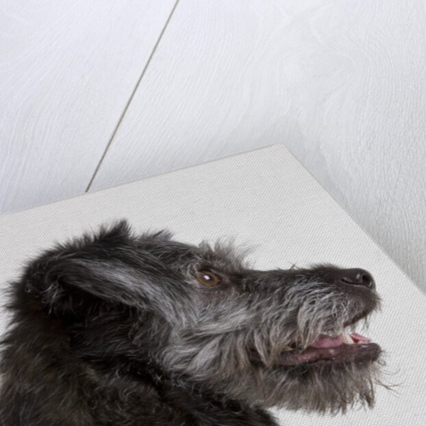 Wolfhound puppy by Anonymous