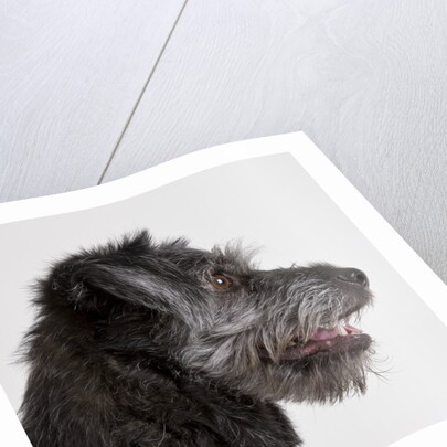 Wolfhound puppy by Anonymous