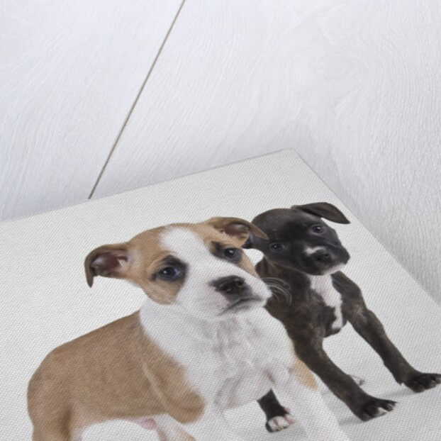 American bulldog puppies by Anonymous