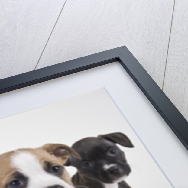 American bulldog puppies by Anonymous