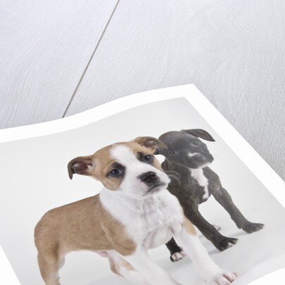 American bulldog puppies by Anonymous