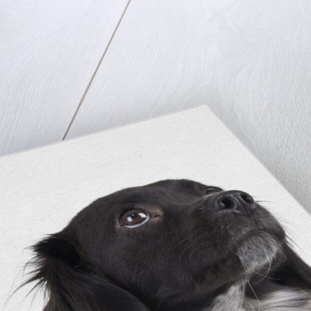 Spaniel puppy looking up by Anonymous