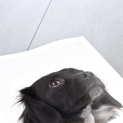 Spaniel puppy looking up by Anonymous