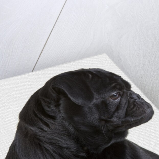Black Pug by Anonymous