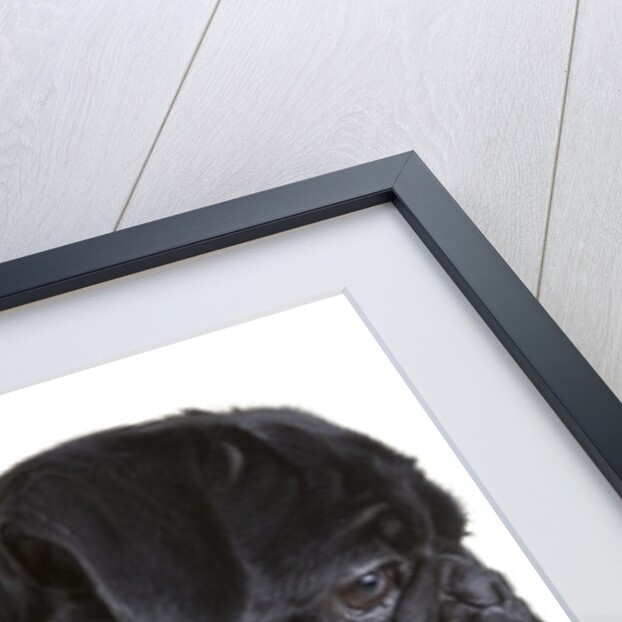 Black Pug by Anonymous