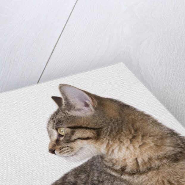 Tabby cat by Anonymous