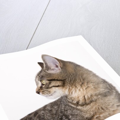 Tabby cat by Anonymous