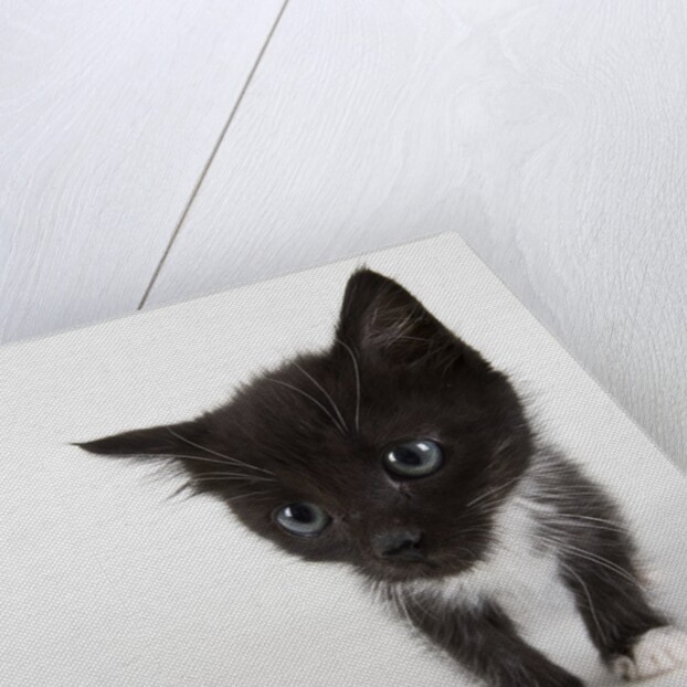 Black and white kitten by Anonymous