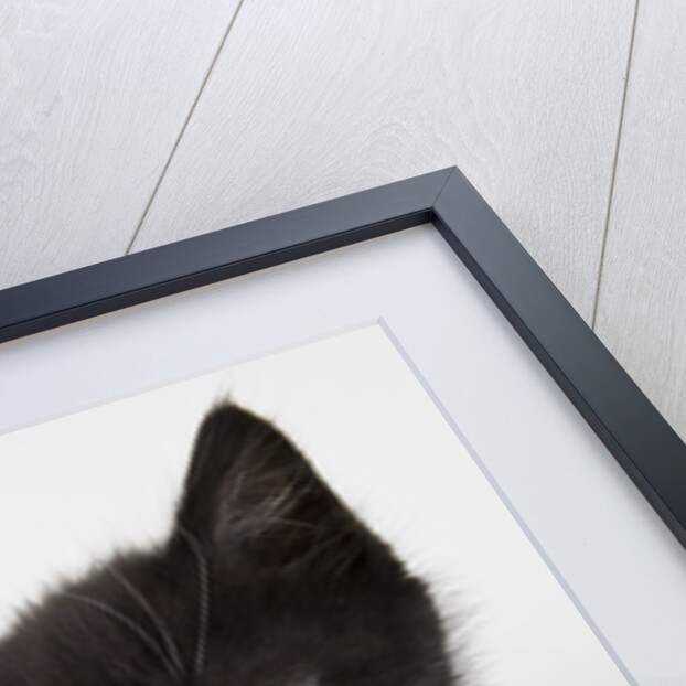 Black and white kitten by Anonymous
