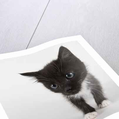 Black and white kitten by Anonymous