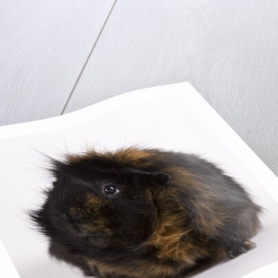 Black and tan Guinea pig by Anonymous