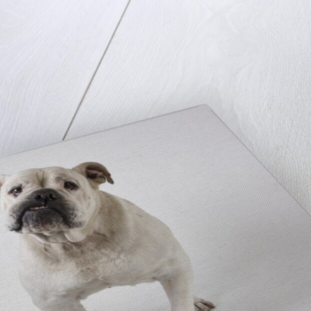 Bulldog by Anonymous