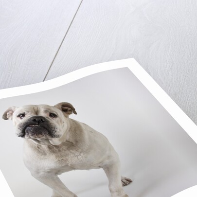 Bulldog by Anonymous