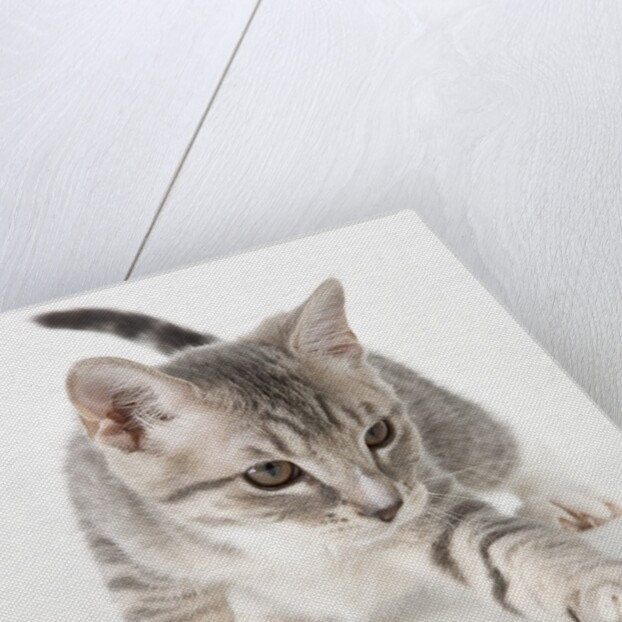 Gray kitten pawing by Anonymous