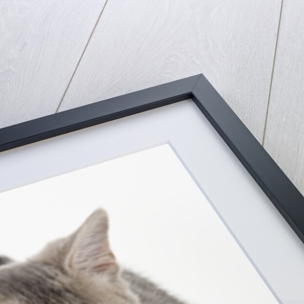 Gray kitten pawing by Anonymous