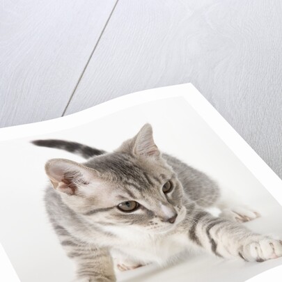 Gray kitten pawing by Anonymous