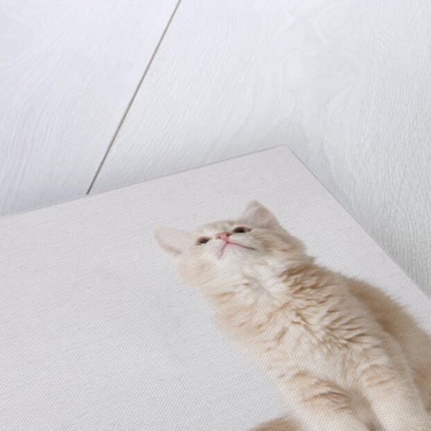 White and tan kitten looking up by Anonymous