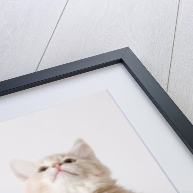 White and tan kitten looking up by Anonymous