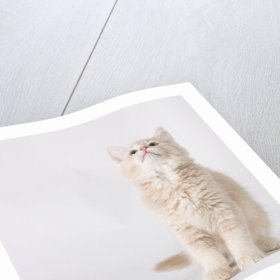 White and tan kitten looking up by Anonymous